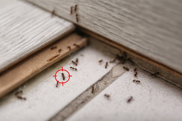 Best Best Pest Control Companies  in Martin, TN