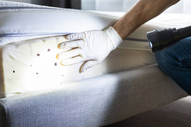 Best Best Pest Control Companies  in Martin, TN